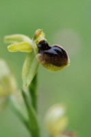 /album/galerie-de-photos-orchidees/ophrys-araignee-ophrys-sphegodes-2009-05-11-jpg1/